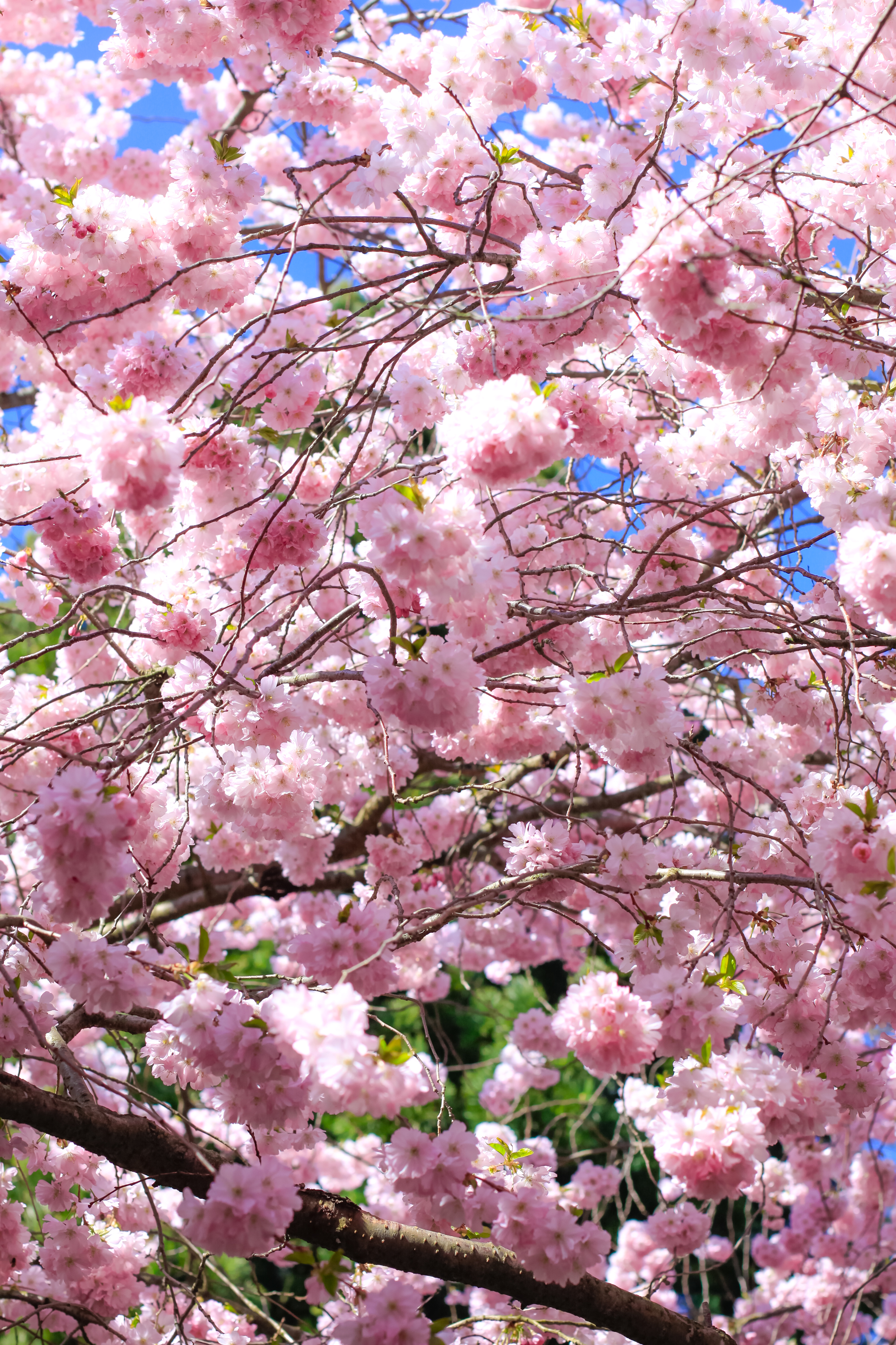Cherry Blossoms Copenhagen