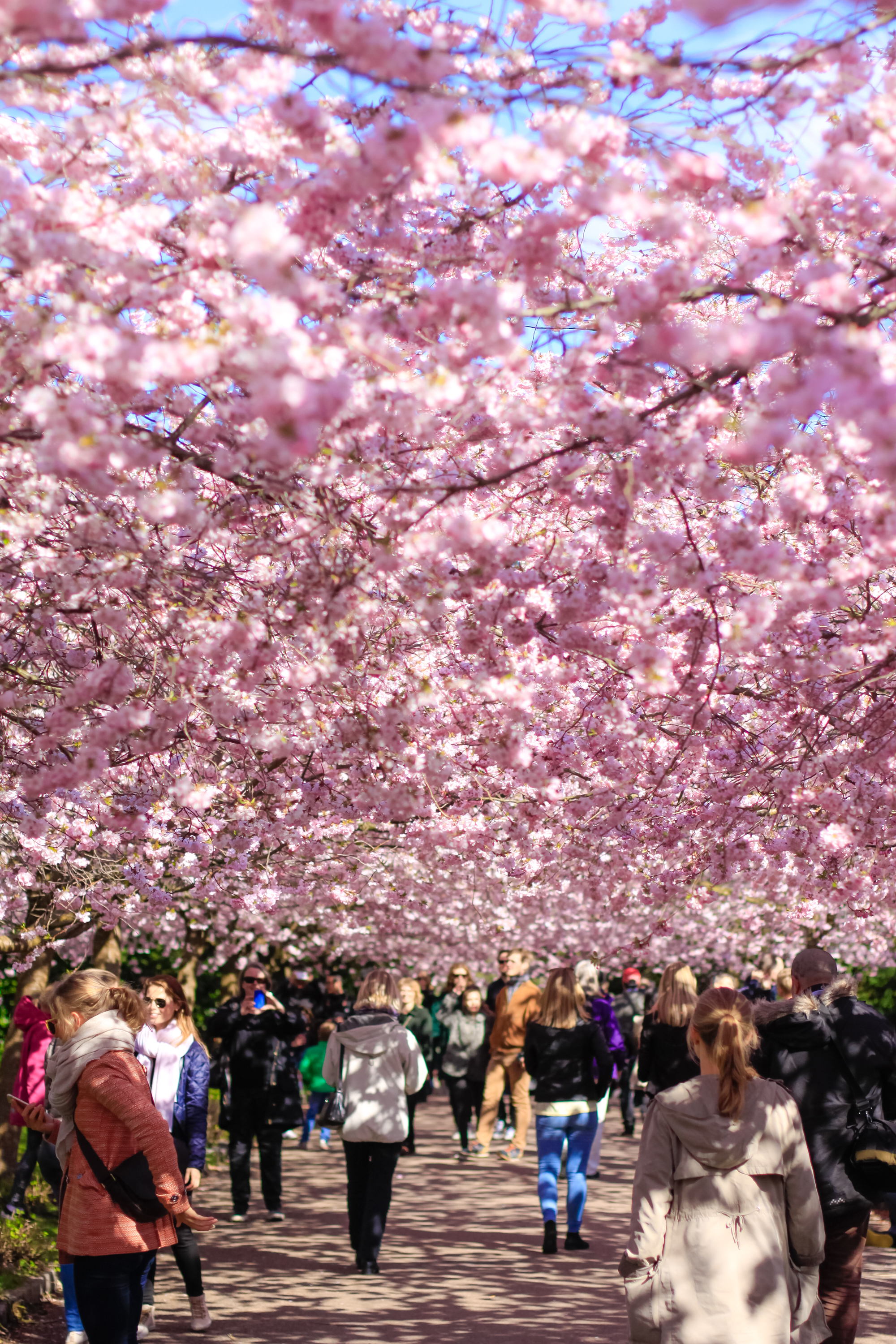 Cherry Blossoms Copenhagen