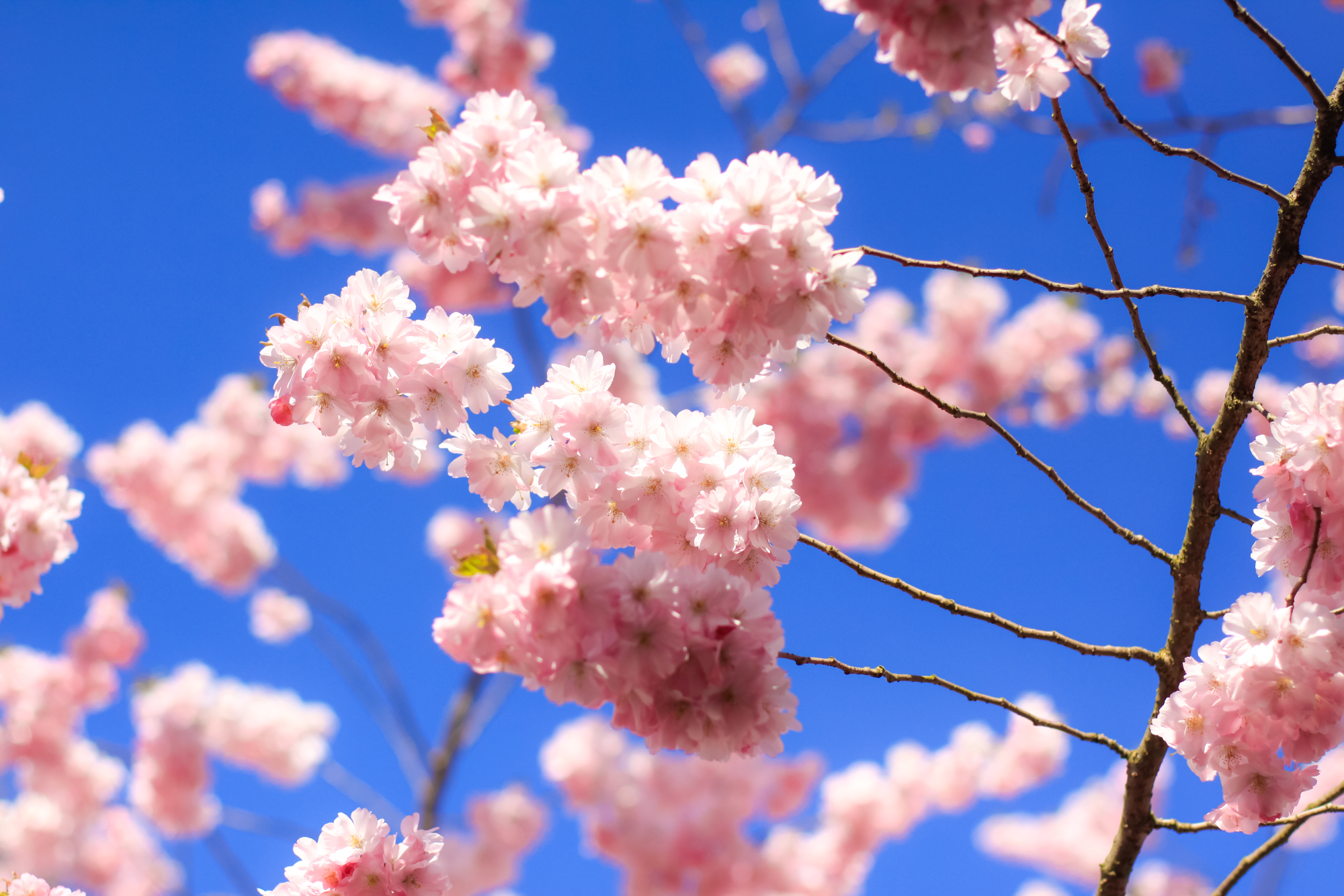 Cherry Blossoms Copenhagen