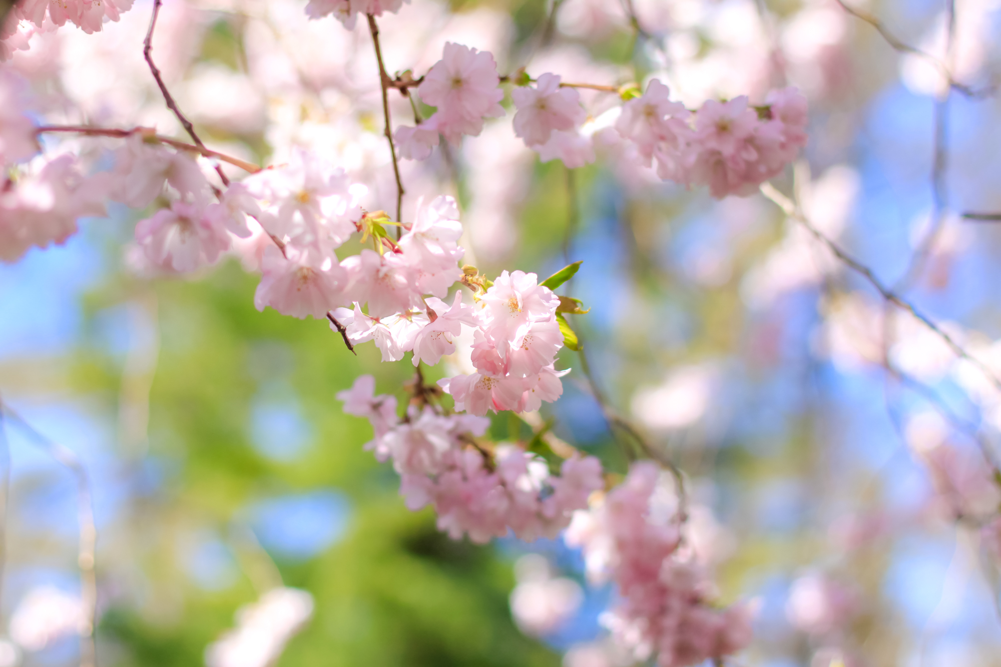 Cherry Blossoms Copenhagen