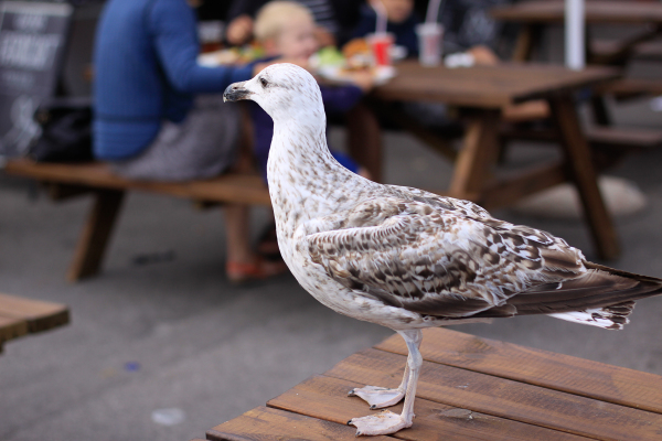 Gilleleje, a day trip with toddlers from Copenhagen on the Danish Riviera.