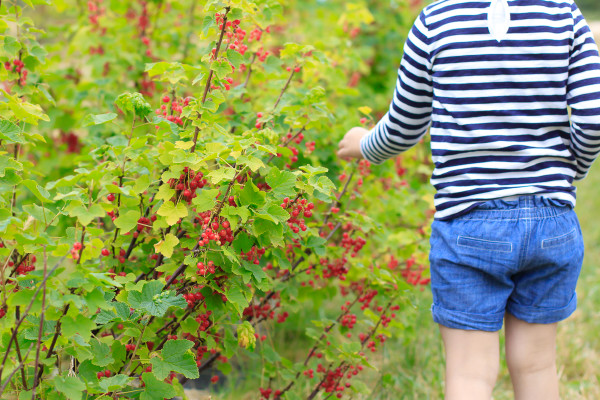 Visiting the Fuglebjerggaard Farm, an easy day trip for families and children outside of Copenhagen for fresh produce and fresh air, run by Camilla Plum, Denmark's leading chef in organic, nordic cuisine