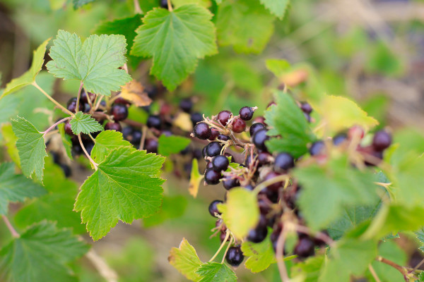 Visiting the Fuglebjerggaard Farm, an easy day trip for families and children outside of Copenhagen for fresh produce and fresh air, run by Camilla Plum, Denmark's leading chef in organic, nordic cuisine