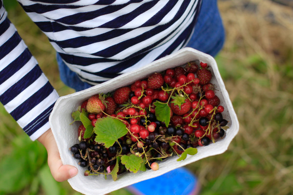 Visiting the Fuglebjerggaard Farm, an easy day trip for families and children outside of Copenhagen for fresh produce and fresh air, run by Camilla Plum, Denmark's leading chef in organic, nordic cuisine