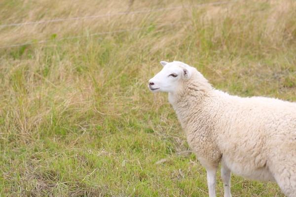 Visiting the Fuglebjerggaard Farm, an easy day trip for families and children outside of Copenhagen for fresh produce and fresh air, run by Camilla Plum, Denmark's leading chef in organic, nordic cuisine