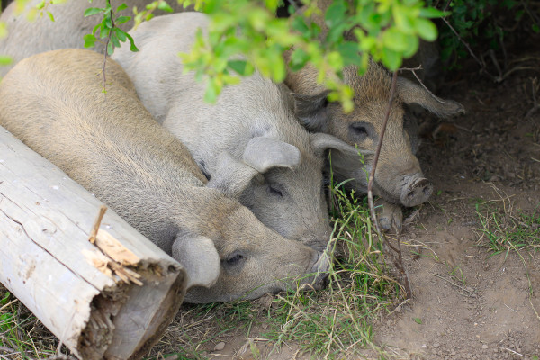 Visiting the Fuglebjerggaard Farm, an easy day trip for families and children outside of Copenhagen for fresh produce and fresh air, run by Camilla Plum, Denmark's leading chef in organic, nordic cuisine