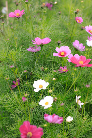 Visiting the Fuglebjerggaard Farm, an easy day trip for families and children outside of Copenhagen for fresh produce and fresh air, run by Camilla Plum, Denmark's leading chef in organic, nordic cuisine