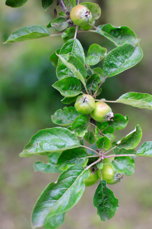 Visiting the Fuglebjerggaard Farm, an easy day trip for families and children outside of Copenhagen for fresh produce and fresh air, run by Camilla Plum, Denmark's leading chef in organic, nordic cuisine