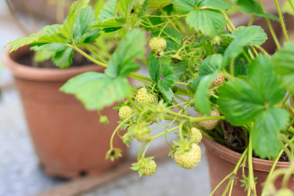 Visiting the Fuglebjerggaard Farm, an easy day trip for families and children outside of Copenhagen for fresh produce and fresh air, run by Camilla Plum, Denmark's leading chef in organic, nordic cuisine