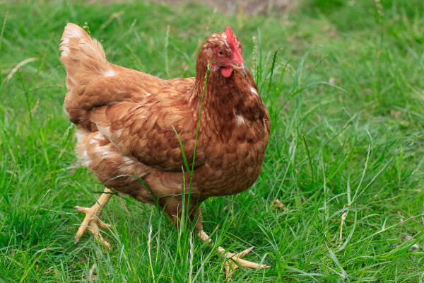 Visiting the Fuglebjerggaard Farm, an easy day trip for families and children outside of Copenhagen for fresh produce and fresh air, run by Camilla Plum, Denmark's leading chef in organic, nordic cuisine