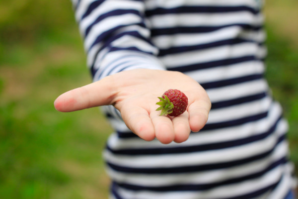 Visiting the Fuglebjerggaard Farm, an easy day trip for families and children outside of Copenhagen for fresh produce and fresh air, run by Camilla Plum, Denmark's leading chef in organic, nordic cuisine