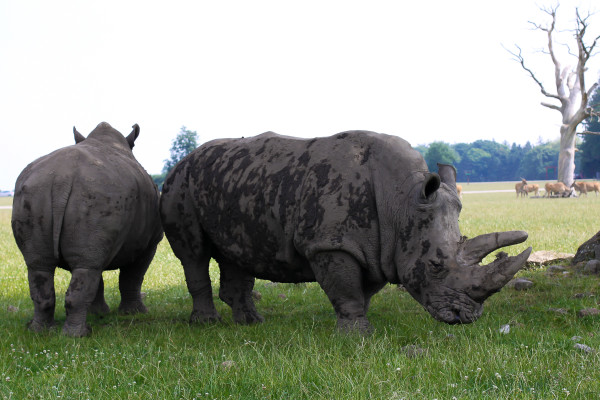 A visit to Knuthenborg Safari Park , an easy day trip from Copenhagen for toddlers, children and animal lovers of all kinds.