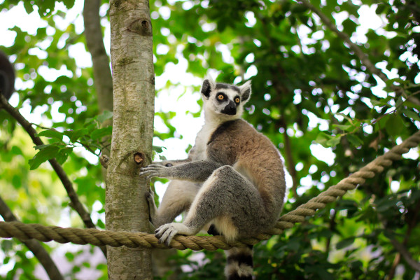 A visit to Knuthenborg Safari Park , an easy day trip from Copenhagen for toddlers, children and animal lovers of all kinds.