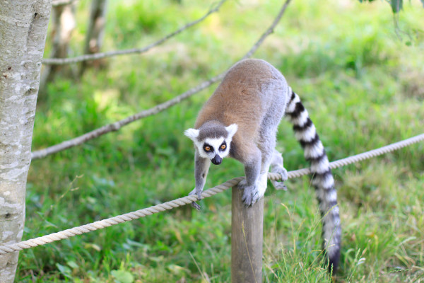 A visit to Knuthenborg Safari Park , an easy day trip from Copenhagen for toddlers, children and animal lovers of all kinds.