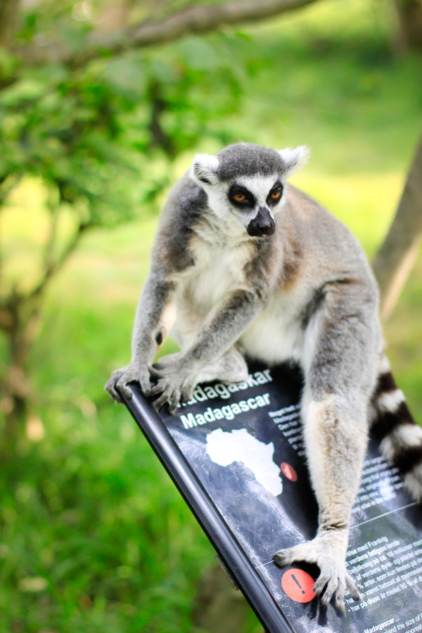 A visit to Knuthenborg Safari Park , an easy day trip from Copenhagen for toddlers, children and animal lovers of all kinds.