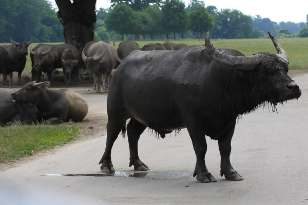 A visit to Knuthenborg Safari Park , an easy day trip from Copenhagen for toddlers, children and animal lovers of all kinds.