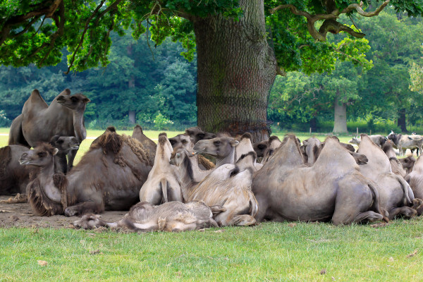 A visit to Knuthenborg Safari Park , an easy day trip from Copenhagen for toddlers, children and animal lovers of all kinds.