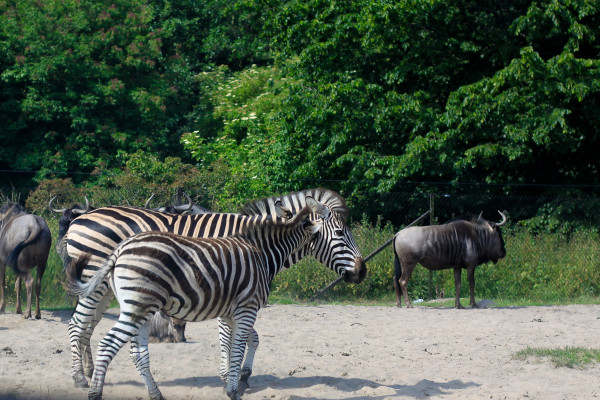 A visit to Knuthenborg Safari Park , an easy day trip from Copenhagen for toddlers, children and animal lovers of all kinds.