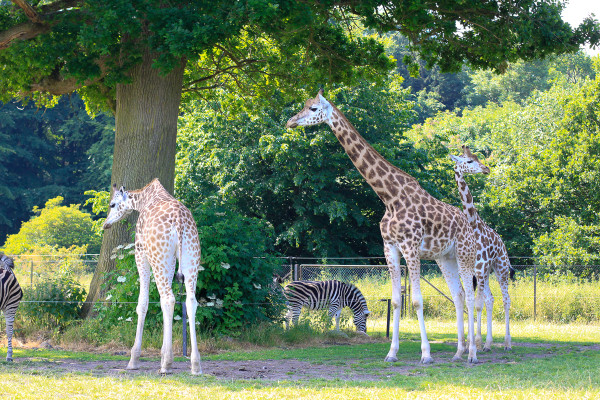 Out + About: Knuthenborg Safari Park | a toddler in the trees
