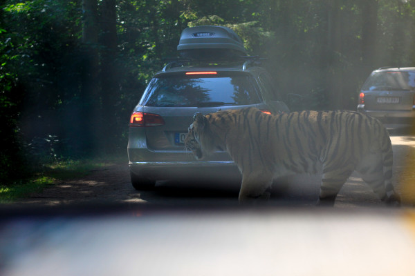 A visit to Knuthenborg Safari Park , an easy day trip from Copenhagen for toddlers, children and animal lovers of all kinds.