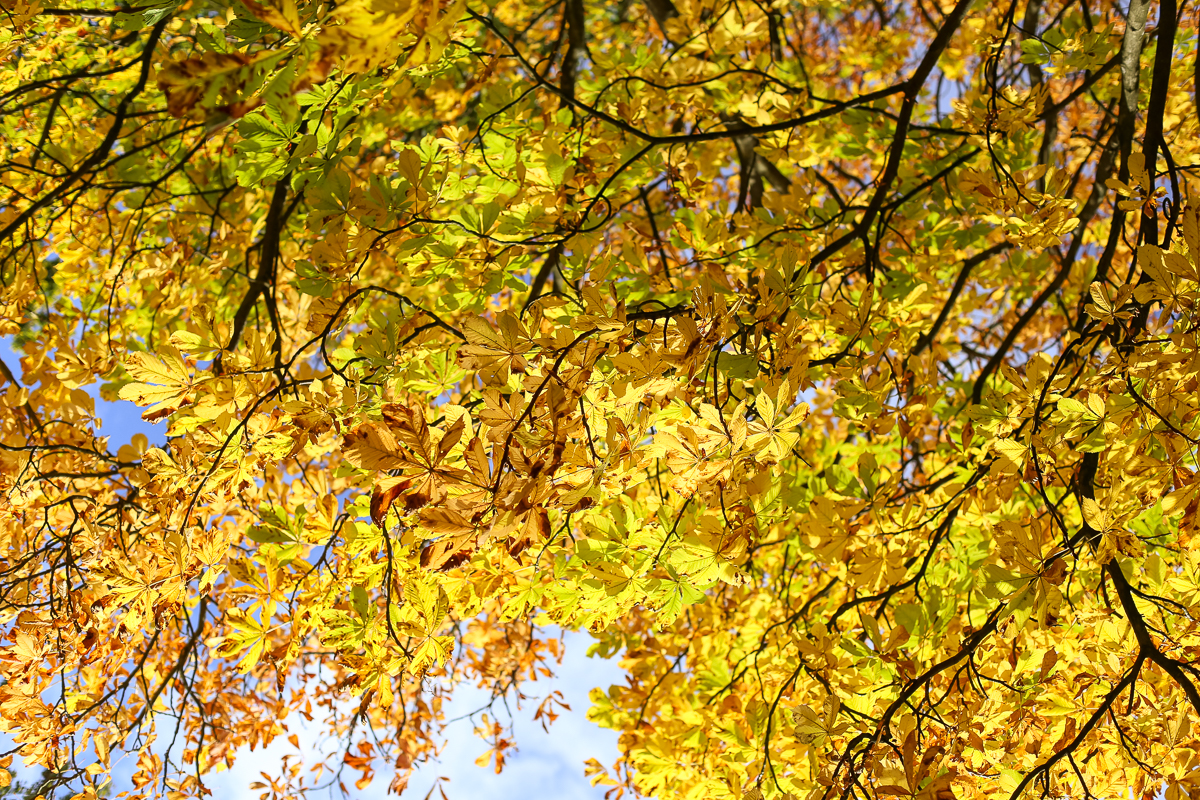 Visiting Dyrehaven Park in Klampenborg, just north of Copenhagen, Denmark for fall colors and leaves by this forest school student.