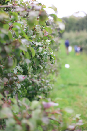 A day trip from Copenhagen  to pick some of Denmark's best apples and pears at the Frydenlunds Frugtplantage outside of Vedbaek.