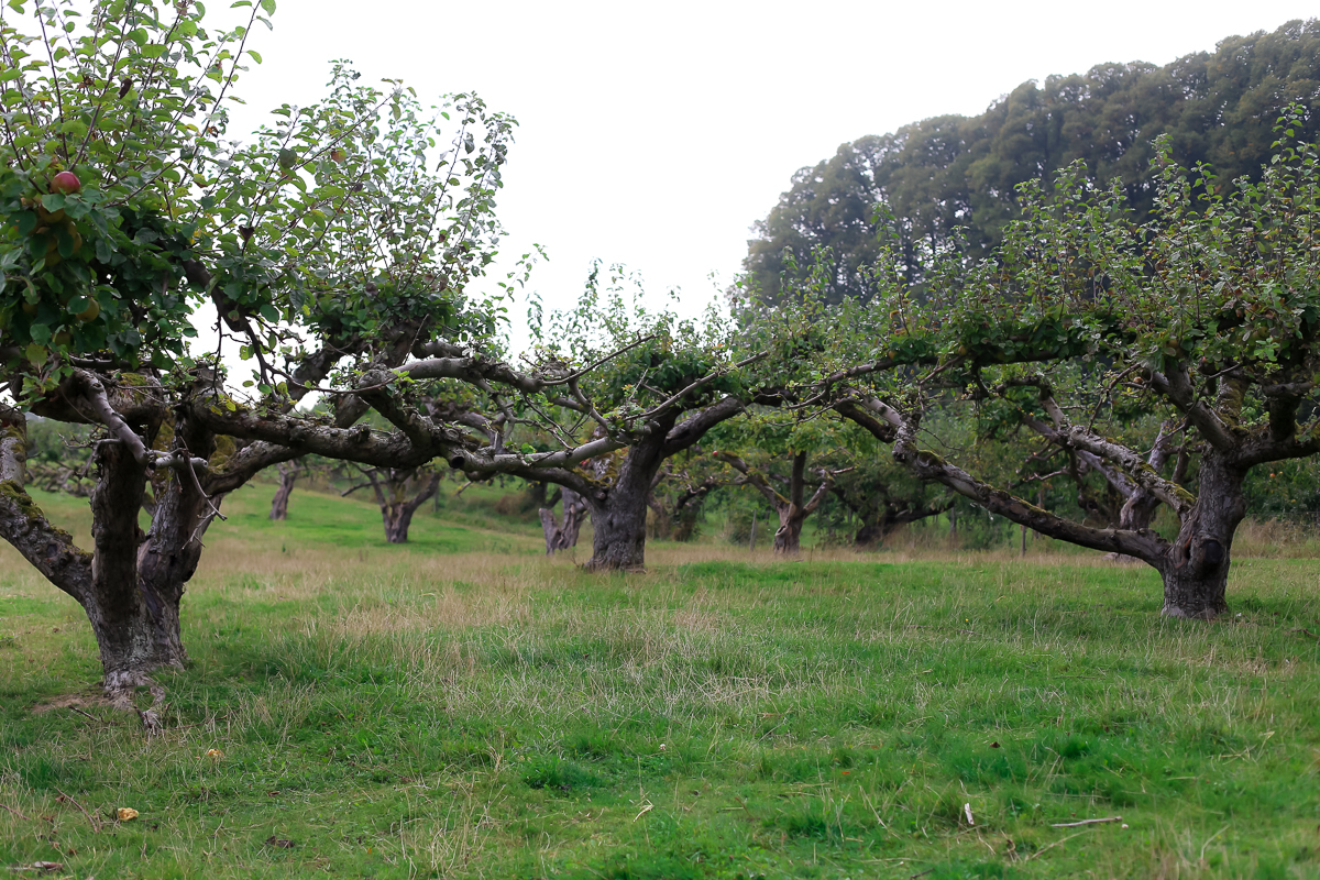 A day trip from Copenhagen  to pick some of Denmark's best apples and pears at the Frydenlunds Frugtplantage outside of Vedbaek.