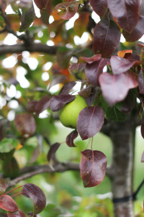 A day trip from Copenhagen  to pick some of Denmark's best apples and pears at the Frydenlunds Frugtplantage outside of Vedbaek.