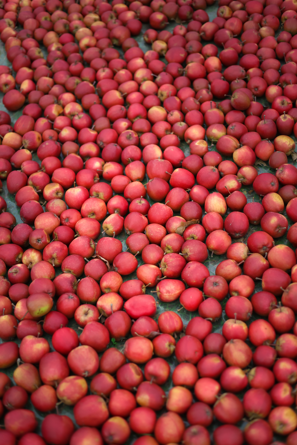 A day trip from Copenhagen  to pick some of Denmark's best apples and pears at the Frydenlunds Frugtplantage outside of Vedbaek.