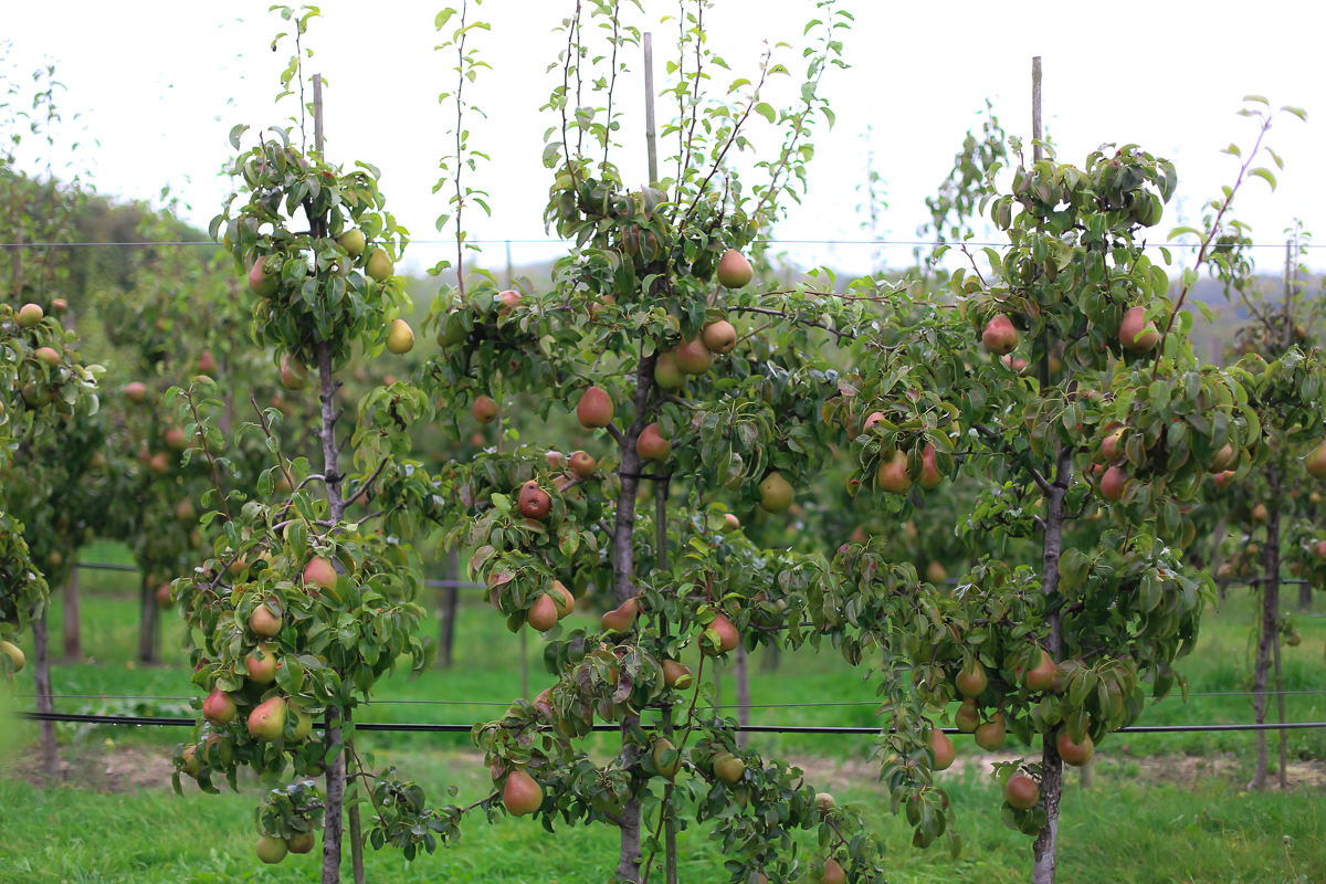 A day trip from Copenhagen  to pick some of Denmark's best apples and pears at the Frydenlunds Frugtplantage outside of Vedbaek.