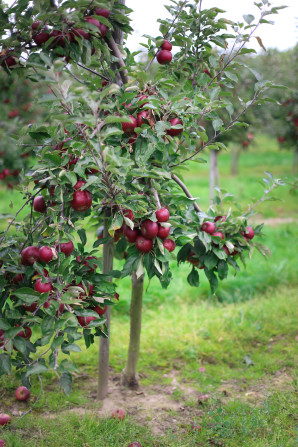 A day trip from Copenhagen  to pick some of Denmark's best apples and pears at the Frydenlunds Frugtplantage outside of Vedbaek.