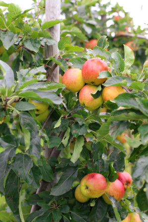 A day trip from Copenhagen  to pick some of Denmark's best apples and pears at the Frydenlunds Frugtplantage outside of Vedbaek.