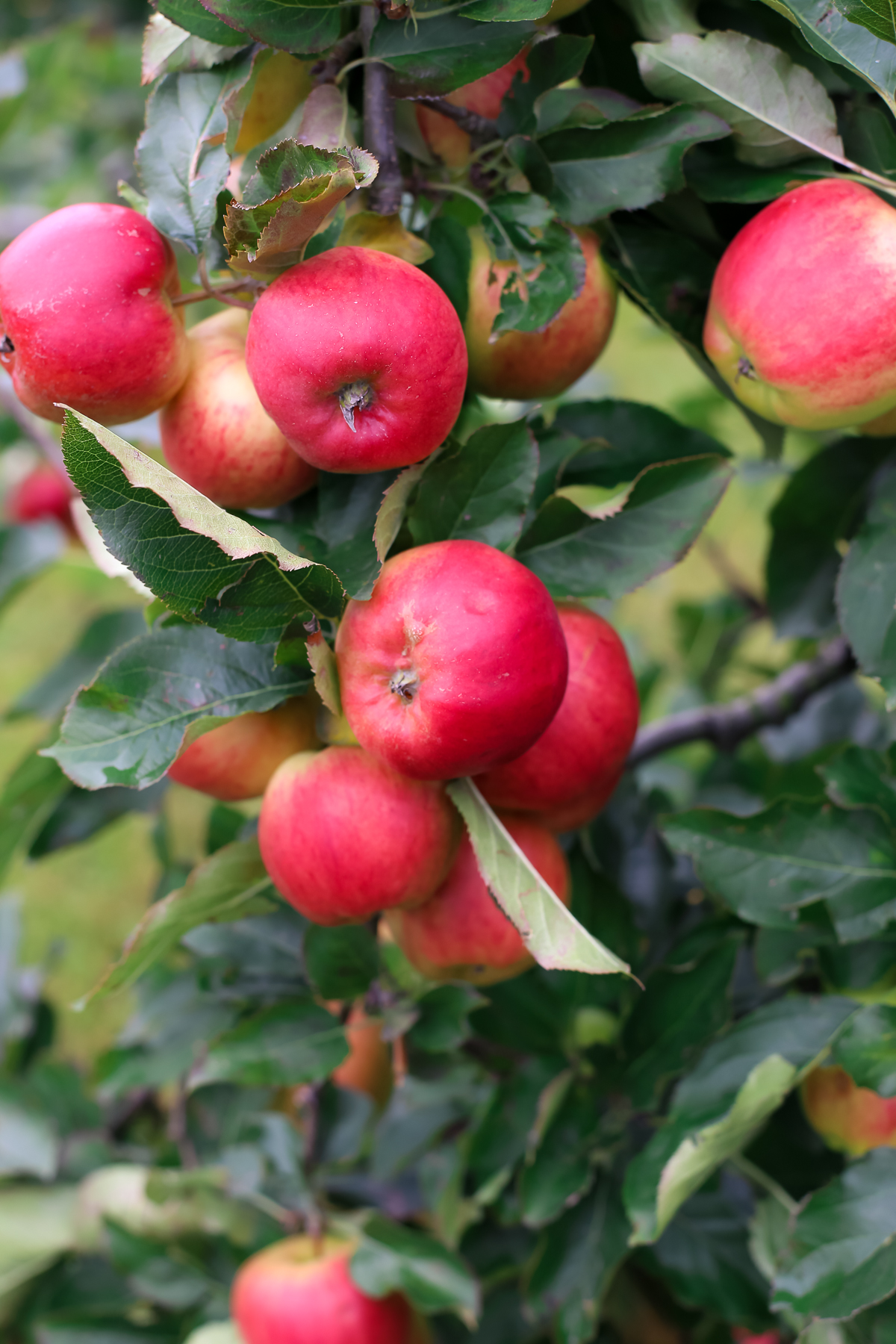 A day trip from Copenhagen  to pick some of Denmark's best apples and pears at the Frydenlunds Frugtplantage outside of Vedbaek.