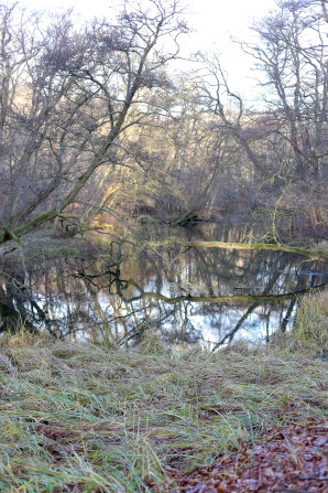 Revising the forest school to tag along as a parent in Denmark.