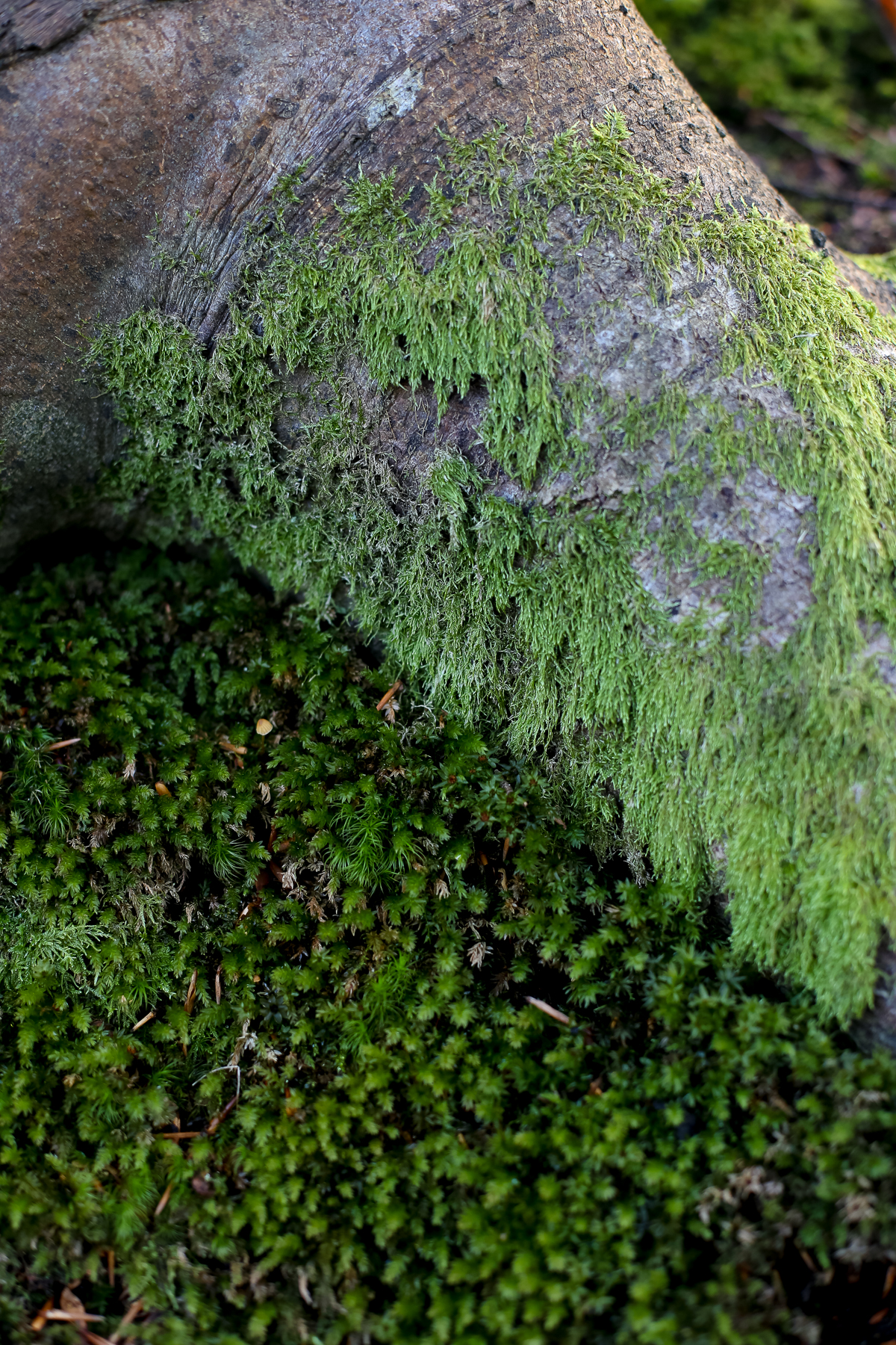 Revising the forest school to tag along as a parent in Denmark.