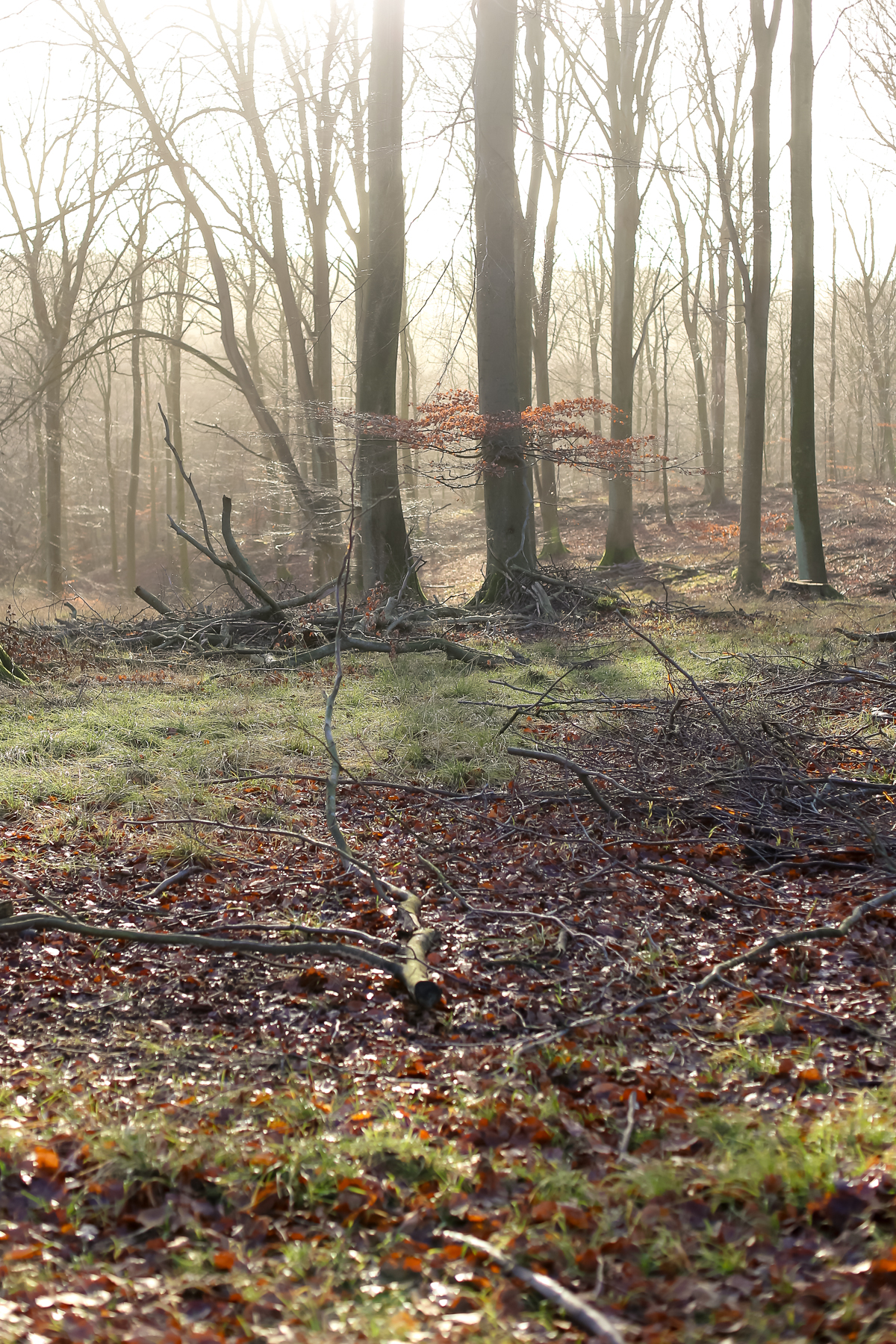 Revising the forest school to tag along as a parent in Denmark.