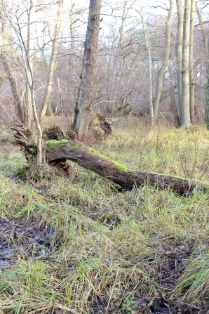 Revising the forest school to tag along as a parent in Denmark.