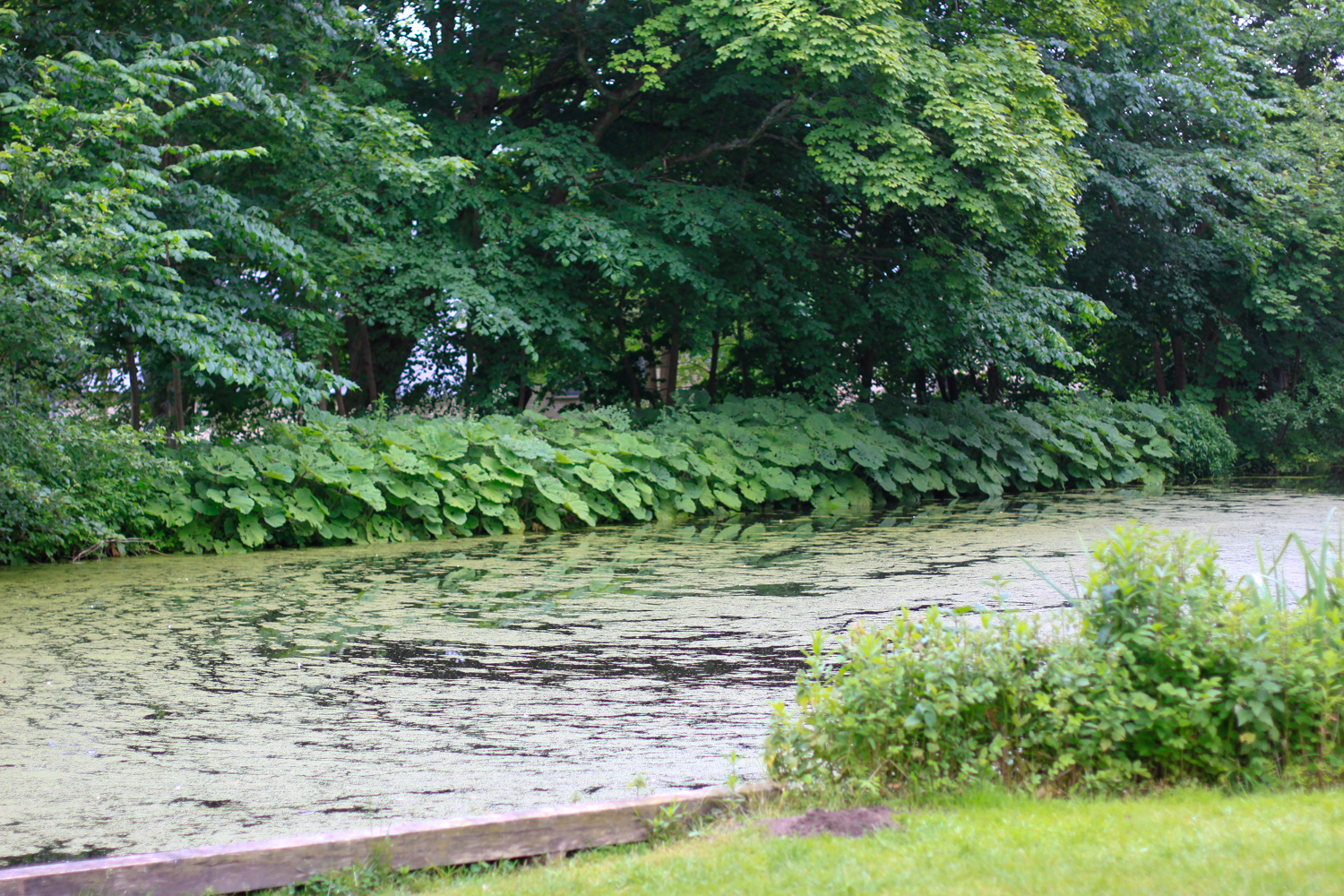 A day trip out to the Open Air Museum in Lyngby, just outside of Copenhagen Denmark.