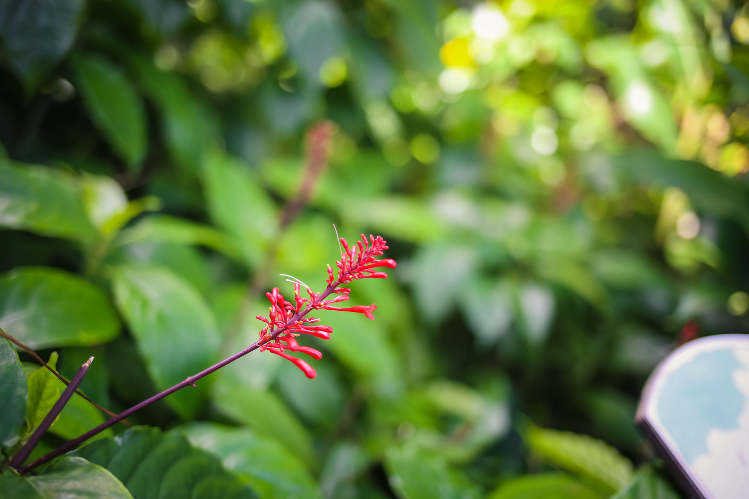 Hiking with Kids in El Yunque Rainforest in Puerto Rico.