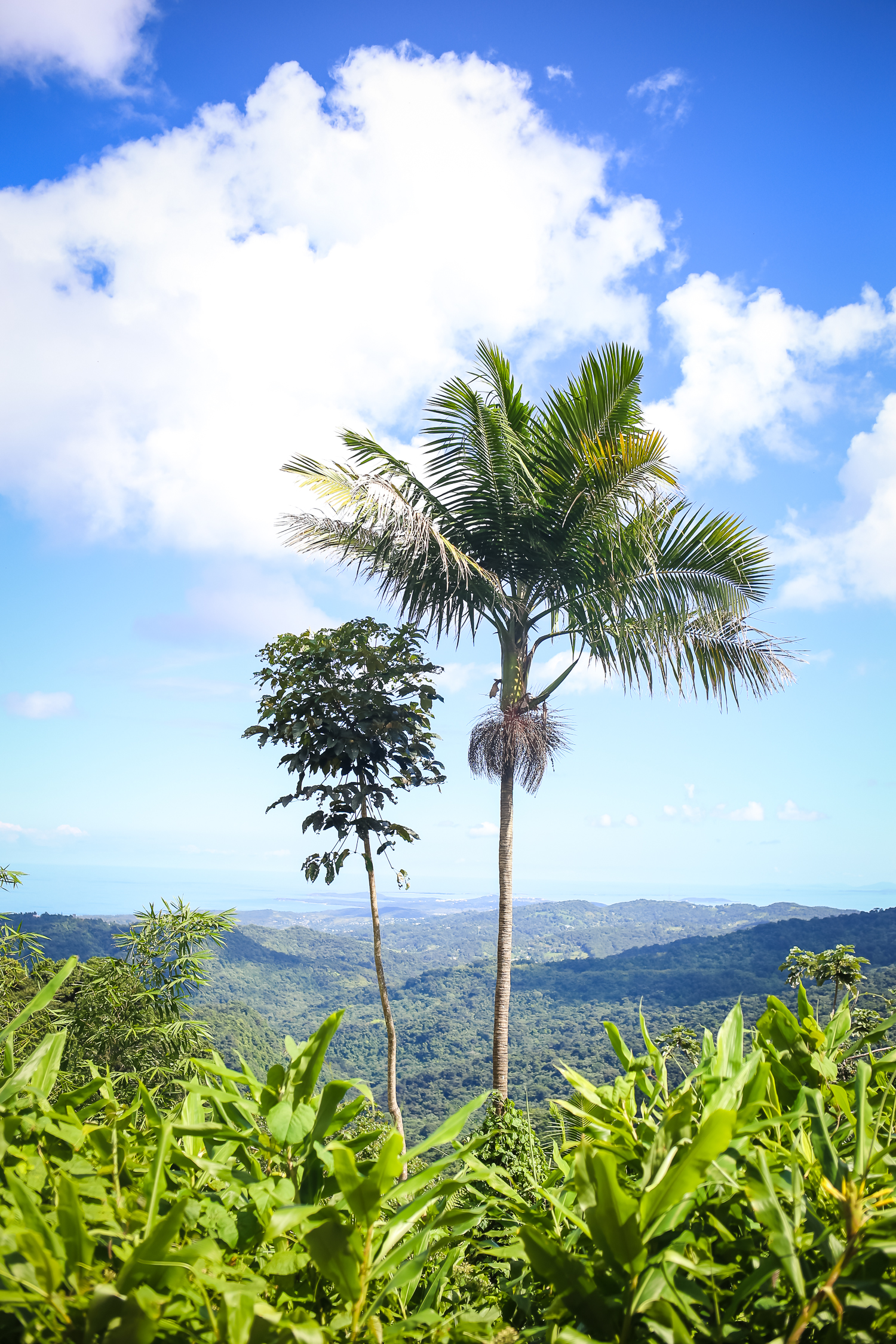 Hiking with Kids in El Yunque Rainforest in Puerto Rico.