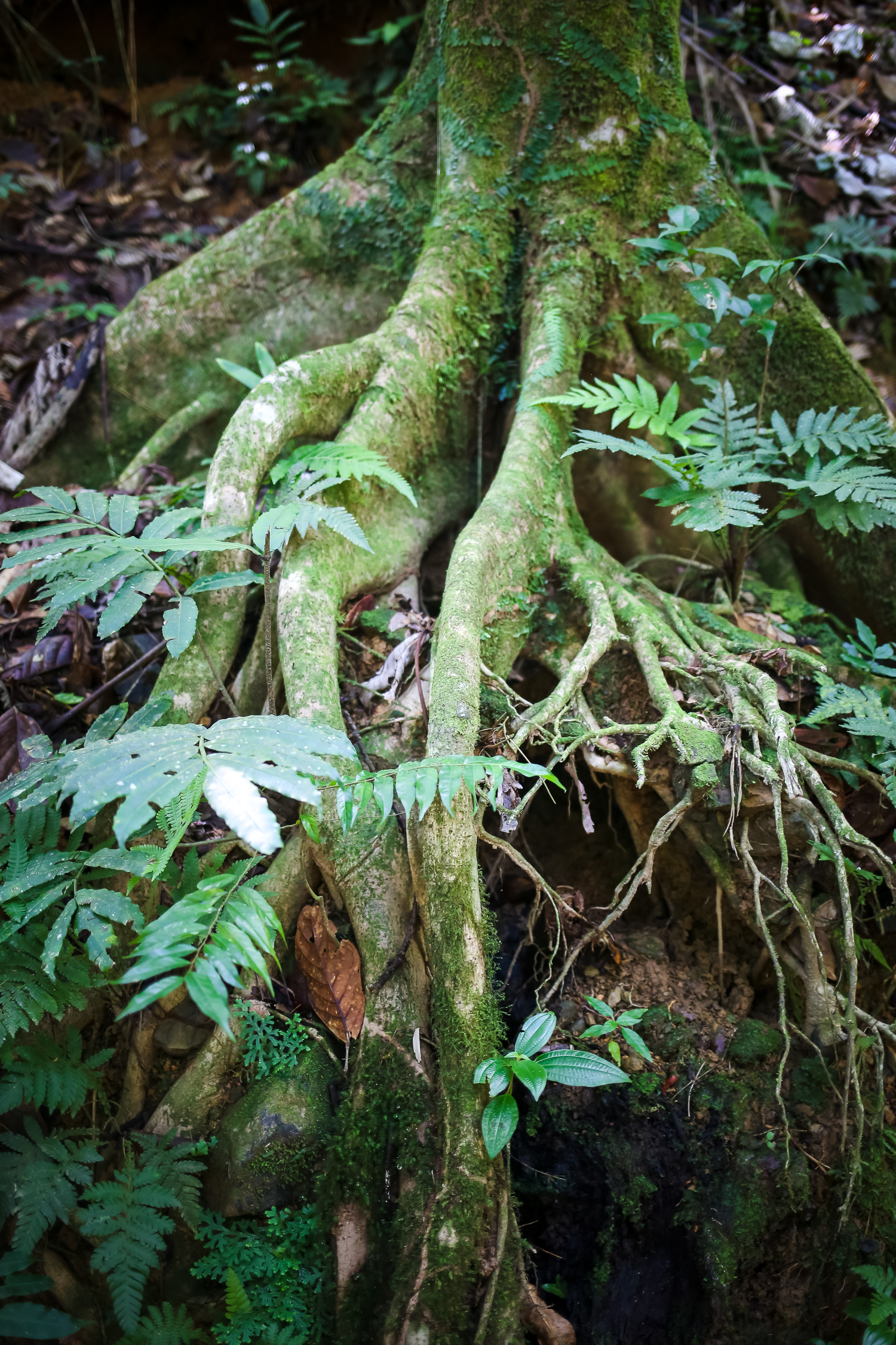 Hiking with Kids in El Yunque Rainforest in Puerto Rico.