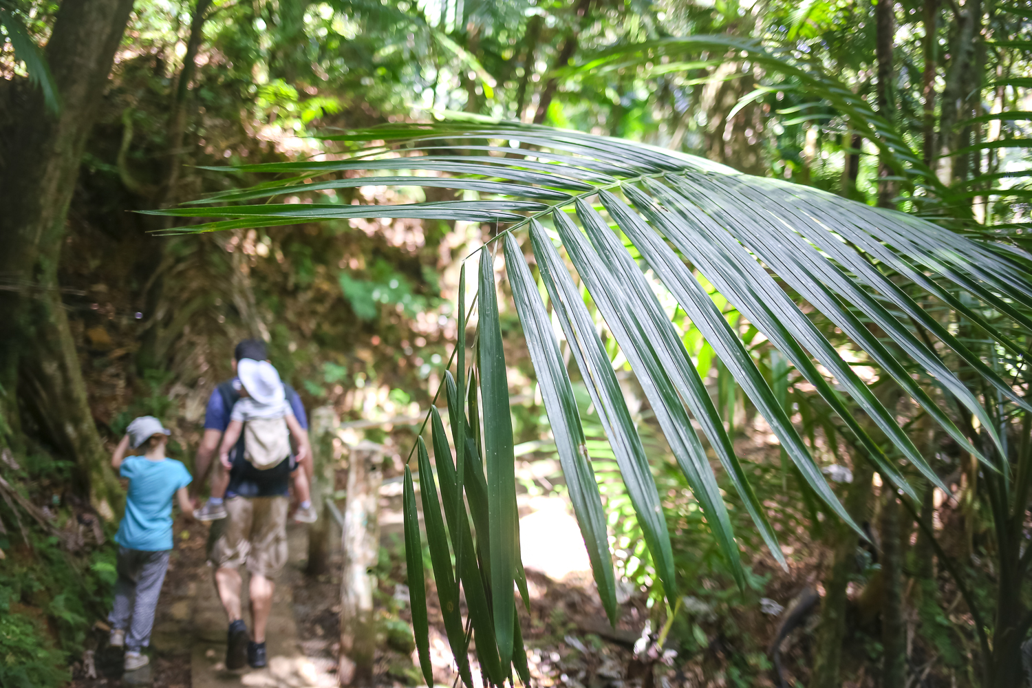 Hiking with Kids in El Yunque Rainforest in Puerto Rico.