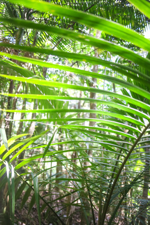 Hiking with Kids in El Yunque Rainforest in Puerto Rico.