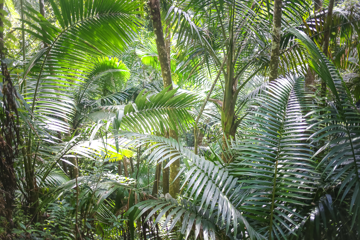 Hiking with Kids in El Yunque Rainforest in Puerto Rico.