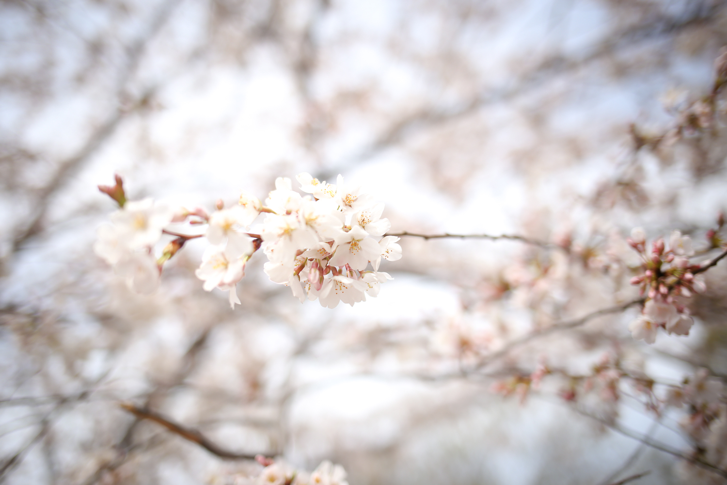 Washington DC Cherry Blossoms-1