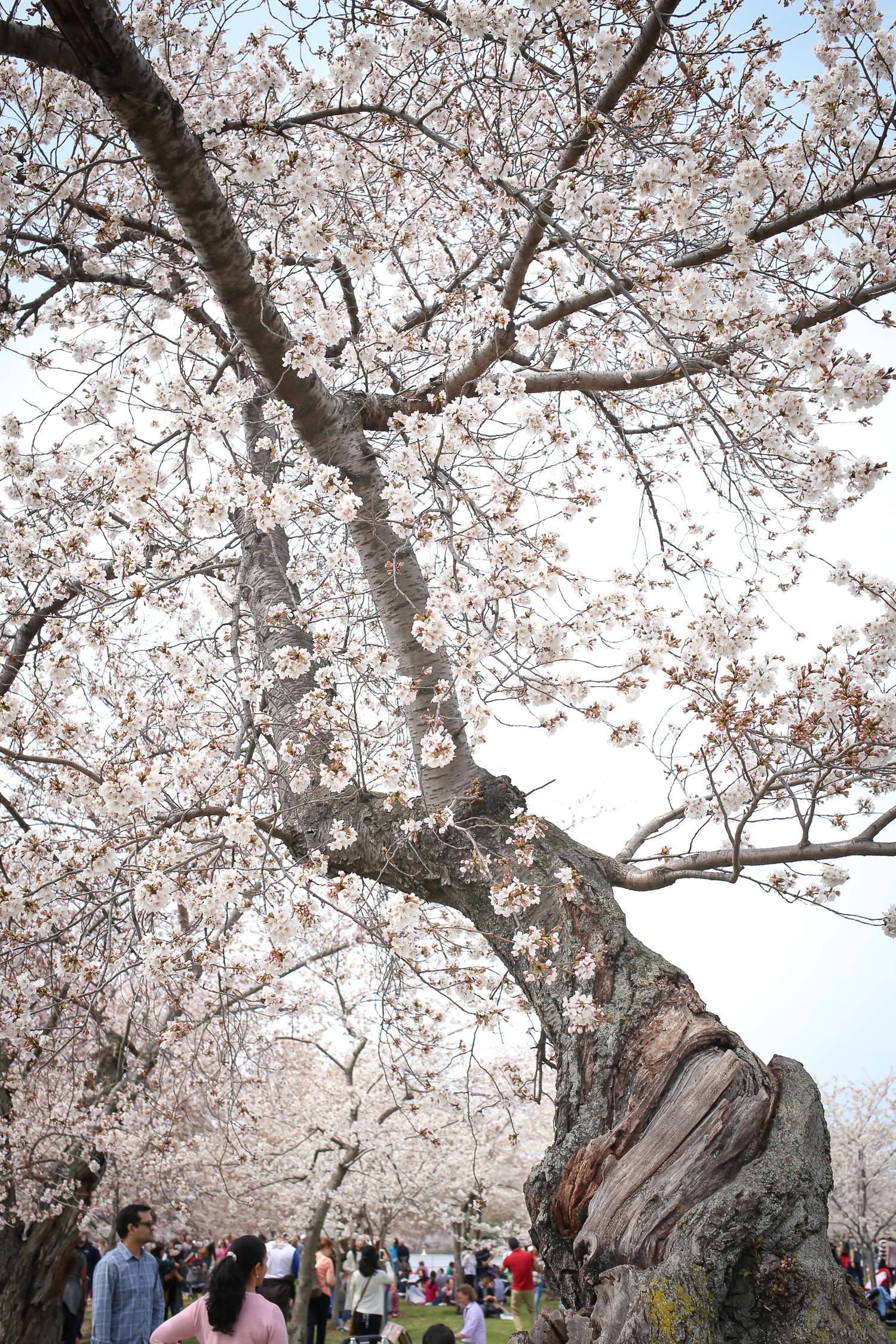 Washington DC Cherry Blossoms-3