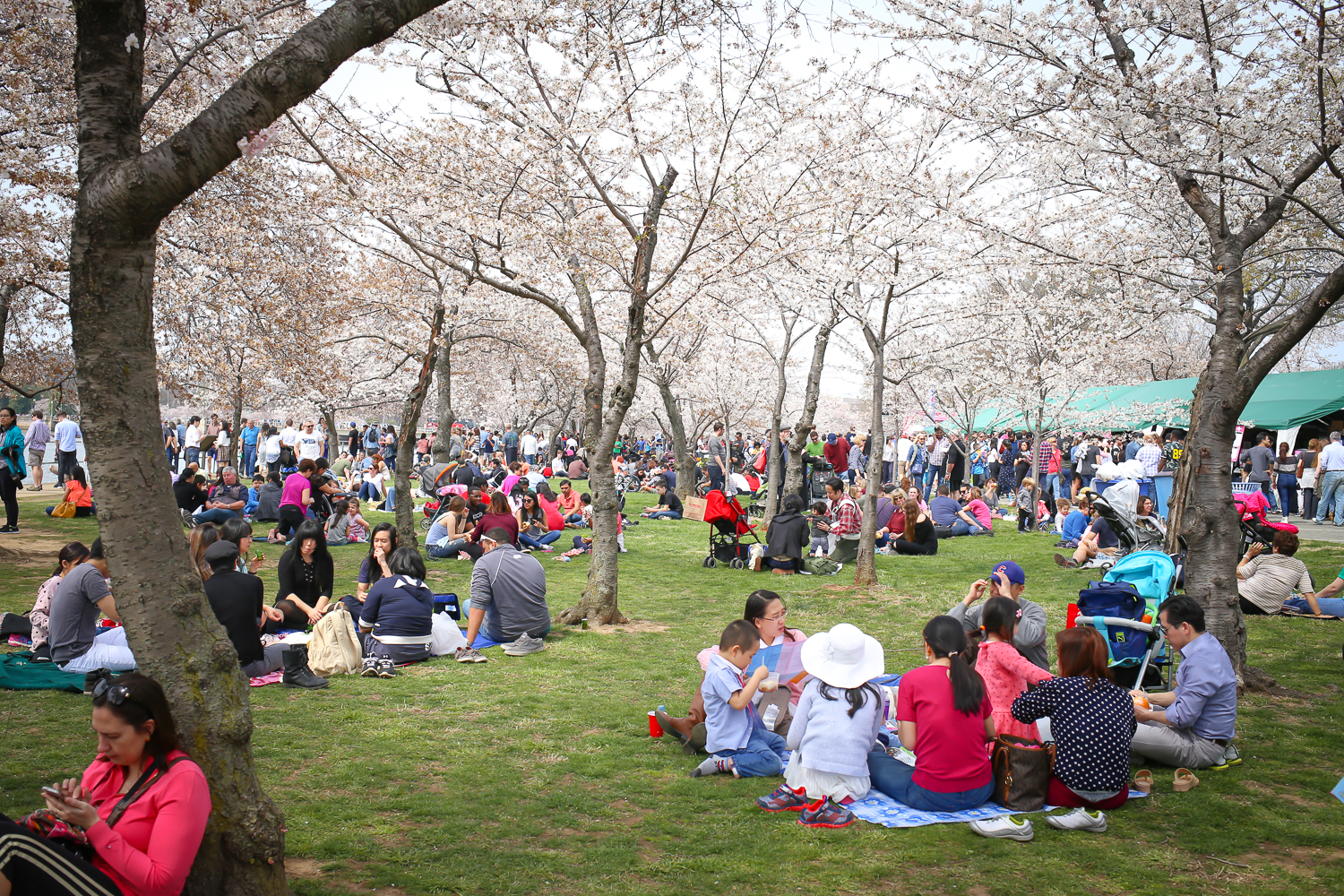 Washington DC Cherry Blossoms-4