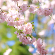 Cherry Blossoms Copenhagen