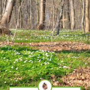 The most common questions about toddler education in forest school answered.