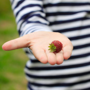 Visiting the Fuglebjerggaard Farm, an easy day trip for families and children outside of Copenhagen for fresh produce and fresh air, run by Camilla Plum, Denmark's leading chef in organic, nordic cuisine